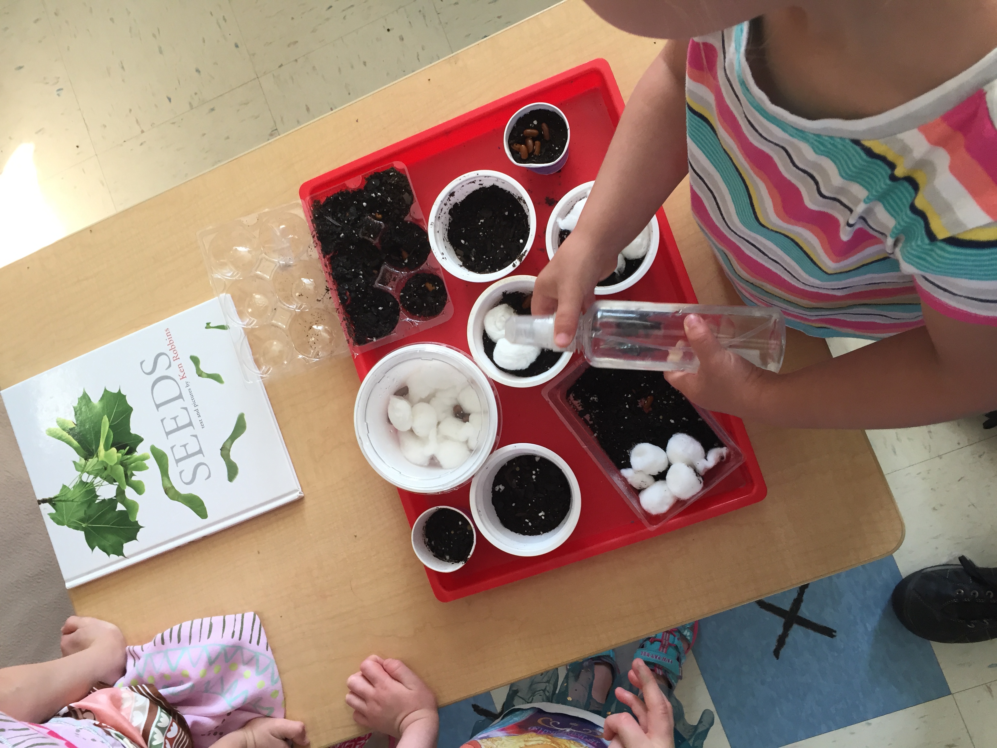 Child waters bean seeds planted in cotton balls.