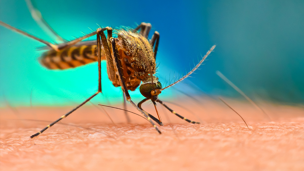 How Does Temperature Affect the Rate at Which People Become Infected With Mosquito-Borne Diseases?