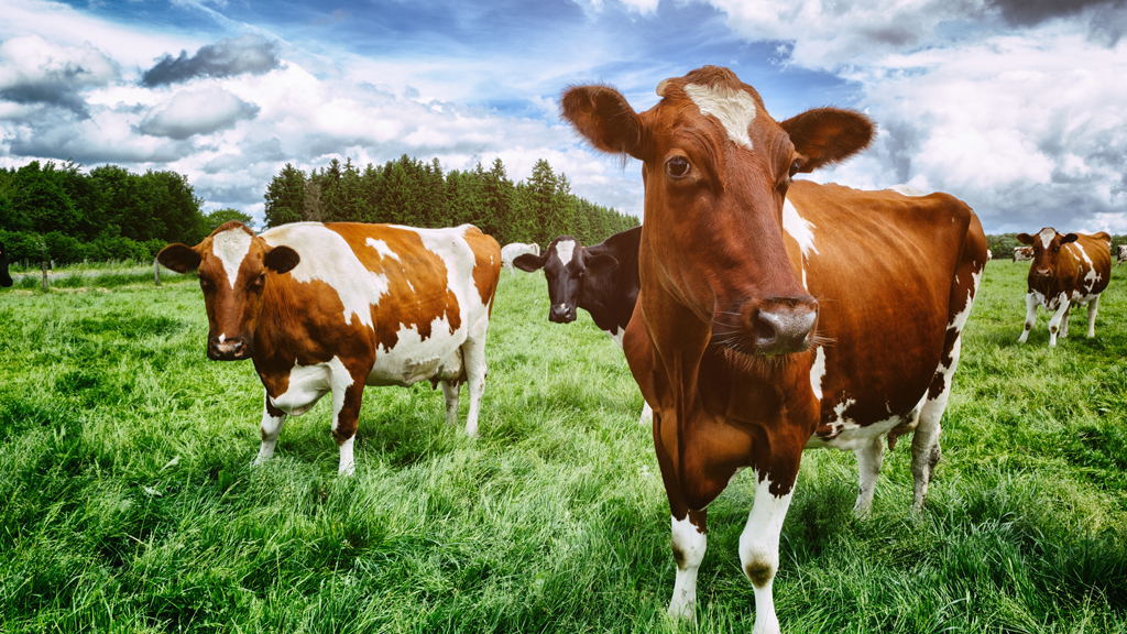 How Can Cows on the Move Help Rebuild Entire Ecosystems?