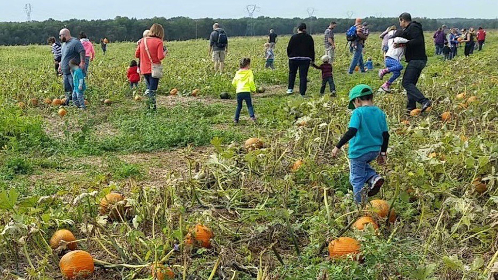 RUMBLE IN DA PUMPKIN PATCH