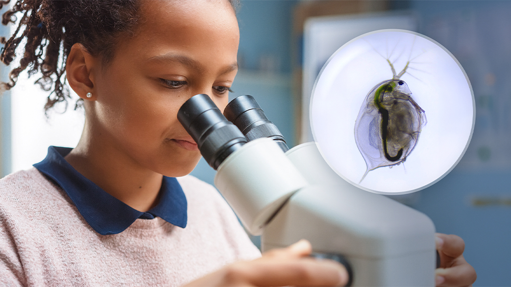 From Hesitation to Hands-On: Using Model Organisms with K–8 Students