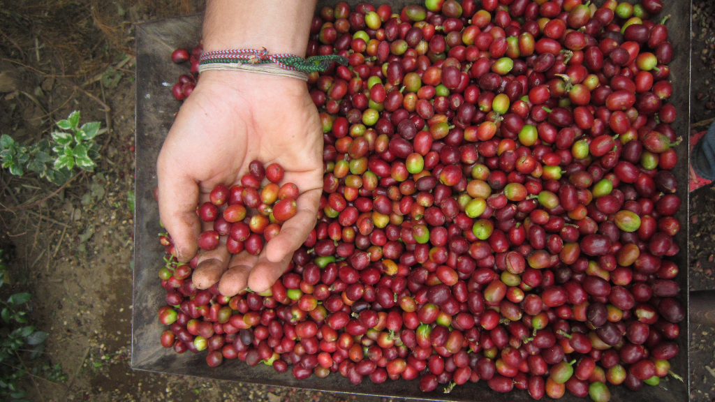 How does reduced genetic diversity impact survival and reproduction?