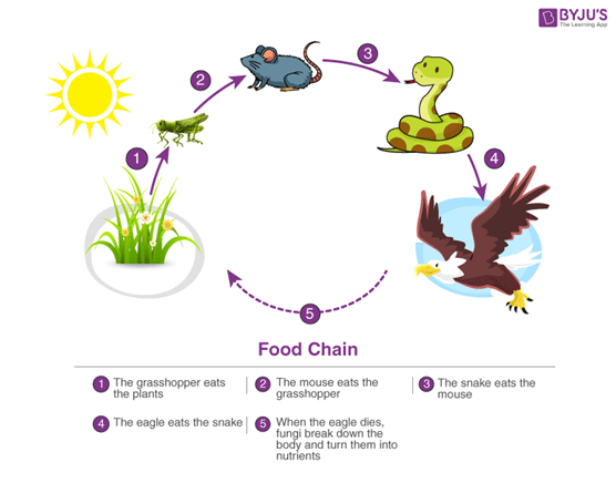 Food chain diagram