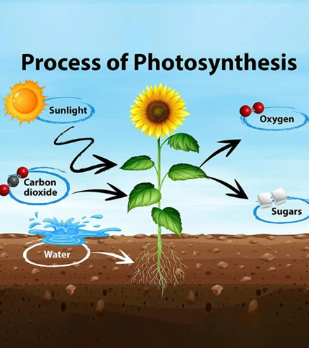 Process of photosynthesis