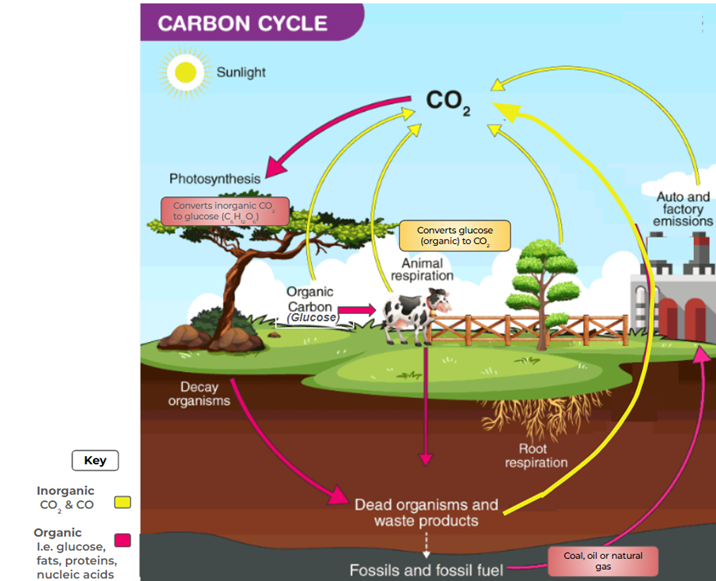 Carbon cycle