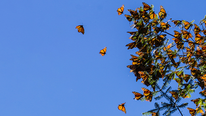 Monarchs and Milkweed | NSTA