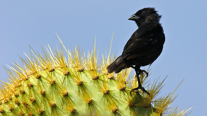 Life Tables, Darwin’s Finches, and the Dynamics of Small Island ...