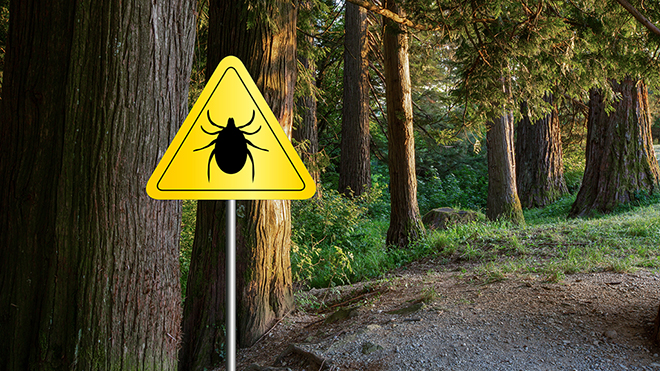 Failing to See the Forest for the Trees in Lyme Disease | NSTA