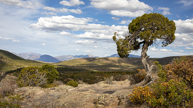 pinyon pine case study buffalo