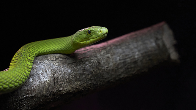 Snakes in a Storm! | NSTA